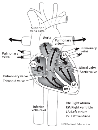 A heart showing the upper and lower chambers, valves, aorta, vena cava and   the pulmonary arteries and veins. Arrows pointing the direction of the blood flow from the   body to the heart, from the heart to the lungs, from the lungs back to the heart and from the   heart out to the body.