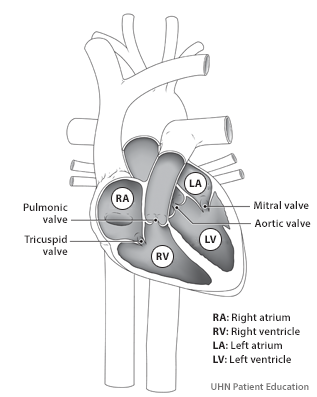 Image of heart showing upper and lower chambers, mitral valve between the left   atrium and left ventricle, aortic valve between the left ventricle and aorta, tricuspid valve   between the right atria and right ventricle and the pulmonic valve between the right ventricle   and pulmonary artery. 